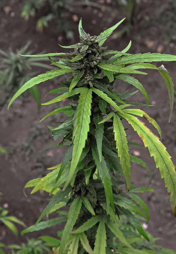 Top variétés de fleurs de chanvre puissantes à découvrir immédiatement